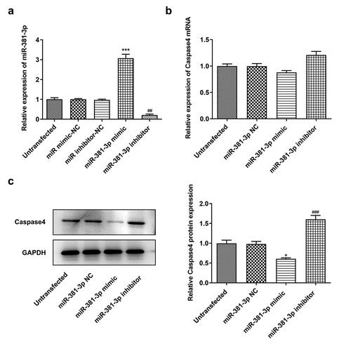 Figure 6. miR-381-3p affected the protein levels of caspase-4. (a) Reverse transcription-quantitative PCR analysis of miR-381-3p levels. (b) mRNA levels of caspase-4 following miR-381-3p mimic or inhibitor transfection. (c) Protein levels of caspase-4 following miR-381-3p mimic or inhibitor transfection. miR, microRNA. ***P < 0.001 Vs miR-381-3p NC, ### P < 0.001 Vs miR-381-3p mimic