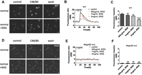 Figure 4 Effect of WSS on the calcium influx caused by compound 48/80 in mouse peritoneal mast cells isolated from C57BL/6J or MrgprB2−/− mice. (A and D) Representative trace for changes in [Ca2+]i induced by compound 48/80 (5 μg/mL), as assayed by Fluo-4 imaging in different extracellular solution. (B and E) The representative traces showing changes in [Ca2+]i as measured by Fluo-4 imaging for C57BL/6J or MrgprB2−/− mice peritoneal mast cells. (C) Compared with the normal external solution, calcium influx induced by compound 48/80 in the solution contain WSS was significantly reduced. (**p < 0.01, 1 mg/mL WSS vs normal, ****p < 0.0001, 3 mg/mL WSS vs normal, one-way ANOVA analysis followed by Dunnett’s multiple comparisons test). (F) WSS had no effect on calcium influx induced by compound 48/80 in mast cells isolated from MrgprB2−/− mice. Scale bar =10 µm.