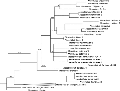 Figure 2. Bayesian phylogenetic reconstruction of the genus Mesobiotus. Numbers above nodes indicate bayesian posterior probability (pp) (shown when pp = 1). Nodes with pp < 0.70 were collapsed. The new described species is highlighted in bold. Scale bar indicates the number of substitutions/site. Outrgoup taxa are not shown. For a complete version of the phylogenetic reconstruction including nodes with pp < 0.70 and outgroups see SM.03.