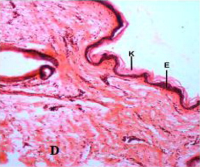 Figure 1. Skin of Bakerwali goat showing; keratin (K), epidermis (E) and dermis(D) in H&E X 100 in neonatal neck dorsal region.