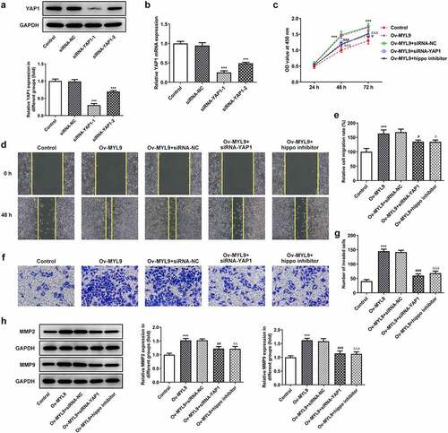 Figure 5. MYL9 promoted proliferation, migration and invasion of colorectal cancer cells through YAP1-Hippo signaling. (a-b) Western blotting and RT-qPCR were adopted to test the expression level of YAP1 protein and mRNA in after YAP1 silencing. ***P < 0.001 vs. siRNA-NC. (c) CCK-8 assay was utilized to detect cell proliferation. (d-e) Wound healing was used to evaluate the ability of cell migration. (f-g) Transwell assay was performed for the evaluation of cell invasion. (h). Western blot assay was used to test the expression of MMP2 and MMP9. ***P < 0.001 vs. control; #P < 0.05, ##P < 0.01, ###P < 0.001 vs. Ov-MYL9+ siRNA-NC; ΔP < 0.05, ΔΔP < 0.01, ΔΔΔP < 0.001 vs. Ov-MYL9.