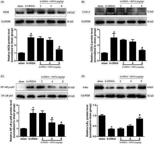 Figure 4. HSYA administration inhibits the activation of COX-2, iNOS and NF-κB in PD mice model. C57BL/6 mice were intraperitoneally injected with 2 μL of 6-OHDA (3 μg/μL) into the right STR in the presence or absence of HSYA. After injection, western blotting was performed to evaluate the effect of HSYA on the activation of iNOS (A) and COX-2 (B) in the sham, 6-OHDA, and HSYA groups. The levels of NF-κB p-p65, NF-κB p65(C), and IκBα (D) triggered by 6-OHDA and HSYA treatments in the PD model were measured by western blotting. The data are presented as the means ± S.E.M *p < 0.05 vs. sham group; #p < 0.05 vs. 6-OHDA group.