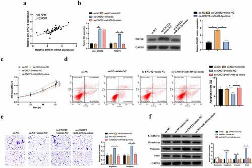 Figure 7. MiR-409-3p/TWIST1 axis is involved in the process of circCNOT2 regulating on BC. A: Correlation analysis on TWIST1 and circCNOT2 expressions in patients’ tissues; B: RT-qPCR and western blot to detect how co-transfection impacted circCNOT2 and TWIST1 expressions; C: MTT to detect the influence of co-transfection on MCF-7 cell proliferation; D: Flow cytometry to detect how co-transfection affected MCF-7 cell apoptosis; E: Transwell to detect the impact of co-transfection on MCF-7 cell invasion and migration; F: Western blot to detect how co-transfection impacted E-cadherin, N-cadherin, Vimentin and snail protein expression in MCF-7 cells. Values presentation was detailed in mean ± SD (n = 3). Via one-way ANOVA to calculate the significance of each group, the variance correction was done via Tukey’s test. *P < 0.05