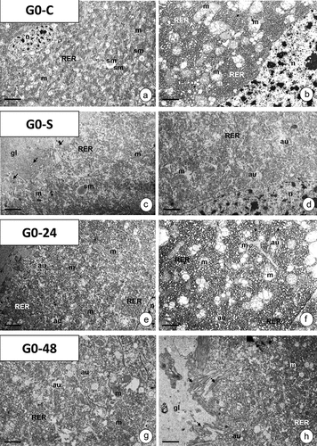 Figure 7. Middle region of silk gland (MSG) in G. mellonella 7th instar larva in experimental groups G0-C (a-b), G0-S (c-d), G0-24 (e-f), and G0-48 (g-h). TEM. Mitochondria (m), nuclei (n), cisterns of RER (RER), autophagic structures (au), storage material (sm), cytoplasmic projections (arrows), gland lumen (gl). (a) Scale bar = 3.4 μm. (b) Scale bar = 1.3 μm. (c) Scale bar = 1 μm. (d) Scale bar = 0.8 μm. (e) Scale bar = 0.9 μm. (f) Scale bar = 1.1 μm. (g) Scale bar = 1 μm. (h) Scale bar = 1.2 μm.