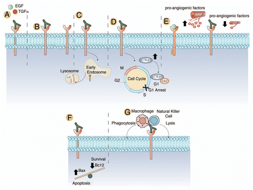 Figure 3 Mechanisms of action of cetuximab. (A) Cetuximab has a higher affinity for the EGFR than either TGFα or EGF and effectively blocks ligand binding and ligand induced EGFR phosphorylation.Citation77–Citation80 (B) Cetuximab has been noted to sterically hinder the binding of EGFR to other HER family members.Citation81 (C) Cetuximab promotes the internalization and degradation of the EGFR, abrogating its downstream signaling cascades.Citation83 (D) Cetuximab treatment of cancer cell lines and human tumor xenografts have shown a dramatic cell cycle arrest in the G1 phase of the cell cycle. Further investigations indicated that this was due to an increased expression of the cell cycle inhibitor p27Kip1. This increased expression led to the formation of p27Kip1-Cdk2 complexes and the prevention of cells from exiting the G1 phase of the cell cycle.Citation86–Citation88 (E) It has been noted that EGFR expressing tumor lines display a significant increase in pro-angiogenic factors leading to increased angiogenesis to the tumor. Treatment with cetuximab has been shown to dramatically decrease the expression of pro-angiogenic factors. In addition to decreased angiogenesis, there is evidence that cetuximab therapy may lead to decreased invasion and metastatic spread of tumor cell.Citation86,Citation94–Citation97 (F) Cetuximab treatment has also been noted to influence the balance of apoptosis and cell survival through modulation of the expression of Bax, which promotes apoptosis and Bcl2, which promotes survival. Treatment with cetuximab increased expression of Bax and decreased Bcl2.Citation95–Citation97 (G) Antibody-dependent cellular cytotoxicity mediated by cetuximab has also been noted in several studies.Citation98,Citation99