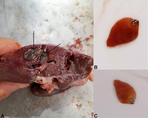 Figure 2 Showing F. hepatica adult worms isolated from infected cattle. (A): cattle liver infected with F. hepatica adult worms. (B) and (C) F. hepatica adult worms extracted from the infected cattle.