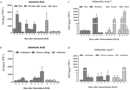 Figure 3. JA and GA7 levels in the roots of seven plant species after infection with P. indica. The roots of A. thaliana, Oncidium orchid, Brassica campestris, Lycopersicon esculentum, Oryza sativa cv. Japonica, Zea mays and Anthurium andraeanum were harvested 0, 2, 4, and 6 dai for the determination of the JA (a and b) and GA7 levels (c and d). For details, see Methods and Materials. The values are means ± SDs of three independent biological replications.