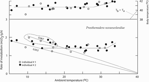 Figure 1. The rate of metabolism and body temperature in the tūī (Prosthemadera novaeseelandiae) as a function of ambient temperature. The values 0.067 and 0.052 are slopes of metabolism/temperature curves, which estimate thermal conductances (mLO/g h°C).