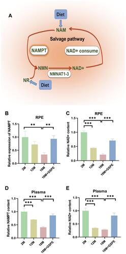 Figure 1 Decreased NAMPT and NAD+ levels in RPE and plasma could be improved by GSPE treatment in aging mouse. (A) The salvage pathway of NAD+ metabolism: NAD+ was transformed into NAM through NAD+ consume, the NAM would become NMN after being catalyzed by NAMPT and NMN would also be transformed into NAD+ by NMNAT1-3 enzyme. (B-C) Compared with 2-month aged mice, NAMPT expression is reduced in 18-month aged mice, and NAD+ content is reduced in 12-month and 18-month aged mice. After supplementing with GSPE at a concentration of 250 mg/kg at 15 to 18 months of age, significant increase in NAMPT expression and NAD+ content. n=3, **: P<0.01. (D-E) The decrease of plasma NAMPT/NAD + level was related to the increased mouse age. Ingestion of 250 mg/kg GSPE for three months can significantly improve the content of NAMTP and NAD+ in plasma. n=3, **: P<0.01, ***: P<0.001.