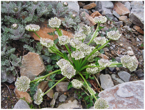 Figure 1. Pleurospermum candollii growing in its natural habitat on moist alpine slopes among stones, acaulescent habit.