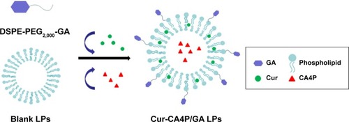 Figure 1 Schematic diagram of Cur-CA4P/GA LPs.Notes: Cur (green) and CA4P (red) were encapsulated into the hydrophobic shell and hydrophilic core of the LPs, respectively. GA was linked to the LPs by conjugation with DSPE-PEG2,000.Abbreviations: CA4P, combretastatin A4 phosphate; Cur, curcumin; LPs, liposomes; GA, glycyrrhetinic acid; DSPE, 1,2-distearoyl-sn-glycero-3-phosphoethanolamine; PEG, polyethylene glycol.