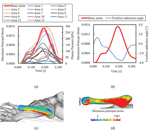 Figure 7. Relationship between MPS at frequent fracture site and plantar pressure in 13 areas or forefoot adduction angle in cross-step cutting for Participant 1: (a) Relationship between MPS and plantar pressure in 13 areas shown in Figure 3. (b) Relationship between MPS and the forefoot adduction angle. (c) MPS distribution of fifth metatarsal, and (d) MPS distribution from bottom view.