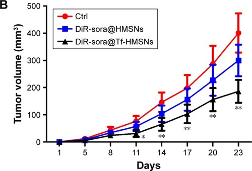 Figure 7 Sora@Tf-HMSNs could enhance drug accumulation and inhibit tumor growth of xenograft in nude mice.Notes: (A) TPC-1 thyroid cancer cells were injected subcutaneously in right flank of 21-day-old male BALB/c nude mice (6 mice each group). After 23 days feeding, the mice received DiR-labeled sora@Tf-HMSNs, DiR-labeled sora@HMSNs, and then anesthetized to obtain the tumors and major organs. Then the tumors and other major organs were collected for further analysis by in vivo fluorescence imaging. (B) The tumor volumes were measured every 3 days, and the growth rate was recorded as reproduction curve (tumor volume = length × width2/2). *P<0.05, **P<0.01.Abbreviations: Ctrl, control; HMSNs, hollow mesoporous silica nanoparticles; sora@HMSNs, HMSNs loaded with sorafenib; sora@Tf-HMSNs, transferrin-conjugated HMSNs loaded with sorafenib; Tf-HMSNs, transferrin-conjugated HMSNs.