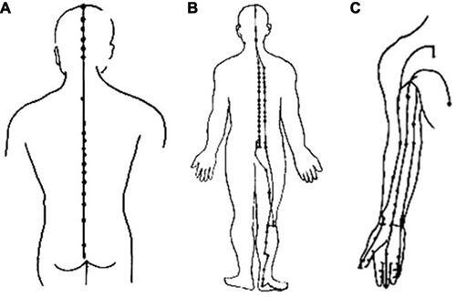 Figure 1 (A) Governing meridian. (B) Foot-bladder meridian. (C) Hand-triple yin meridian.