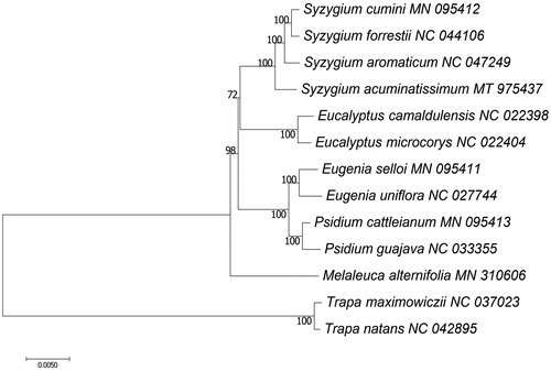 Figure 1. Maximum likelihood tree of 11 Myrtaceae species based on sequences of 78 common chloroplast protein-coding genes. Two Lythraceae species were used as outgroups. Bootstrap support values (%) are shown on branches.