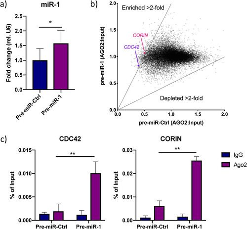 FIG 3 Analysis of the miR-1-3p targetome. (a) miR-1 expression in iPS-CM transfected with pre-miR-Ctrl or pre-miR-1. Results are expressed relative to the expression of U6 RNA and normalized to the mean value for the control cells. *, P < 0.05, using Student’s t test. Data are derived from three separate experiments. (b) Scatter plot showing genes enriched or depleted >2-fold in AGO2-immunoprecipitated RNA from cells transfected with pre-miR-1 compared to the results for cells transfected with pre-miR-Ctrl. The expression value for each gene is normalized to that of its input control. (c) Enrichment of CDC42 and CORIN in AGO2-immunoprecipitated RNA from iPS-CM transfected with pre-miR-1 compared to their expression levels in cells transfected with pre-miR-Ctrl was validated with qRT-PCR. Shown are relative expression levels for the negative-control samples (IgG) and the AGO2 samples, normalized to the value for input RNA. Results are derived from three separate experiments. **, P < 0.01, comparing the levels of AGO2-associated RNA between cells transfected with pre-miR-Ctrl and pre-miR-1 using 2-way analysis of variance (ANOVA) with Sidak’s multiple-comparison test.