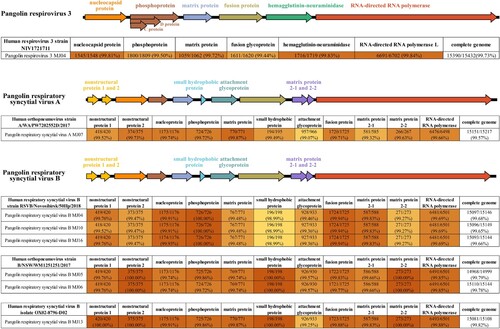 Figure 3. Overview of the genomes of HPIV3 and HRSV identified in pangolin lung tissue samples, and comparison of each complete viral sequence with the highest nucleic acid identity.