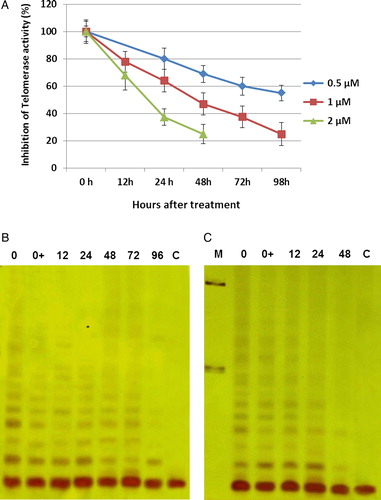 Figure 3. Inhibition of telomerase activity by ATO in NB4 cells. The NB4 cells were grown in presence of various concentrations of ATO. At the indicated time, cells were collected and TA was measured for 1000 cells equivalent per lane using PCR-based TRAP assay. (A) Analyzing of TRAP products of NB4 cells after treating with three doses of ATO (0.5, 1, and 2 µM). TRAP ladder was resolved on an 8% PAGE and visualized by silver staining. (B) NB4 cells treated with 1 µM ATO. (C) NB4 cells treated with 2 µM ATO. M, molecular marker (100 bP and 200 bP); 0 + , adding of arsenic to the cell extract.