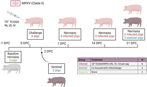 Figure 1. Experimental design. Six pigs were inoculated with the MPXV hMPXV/USA/MA001/2022 (Lineage B.1, Clade IIb) isolate acquired from BEI Resources. A 3 ml dose of 3 × 107 TCID50 per animal was administered intranasal (IN), intradermal (ID), and intravenous (IV). At 2 days post-challenge (DPC), two contact sentinel control pigs were co-mingled with the six principally challenged animals. Daily clinical observations and body temperatures were recorded. Nasal, oropharyngeal, and rectal swabs as well as whole blood were collected at −1, 1, 3, 5, 7, 10, 14, 17, and 21 DPC. Oral fluids and serum were collected at −1, 7, 14, and 21 DPC. Post-mortem examinations were performed at 7, 14, and 21 DPC and results compared to baseline post-mortem examinations conducted on 2 additional negative control pigs at -1 DPC. BioRender.com was used to create the figure illustrations.