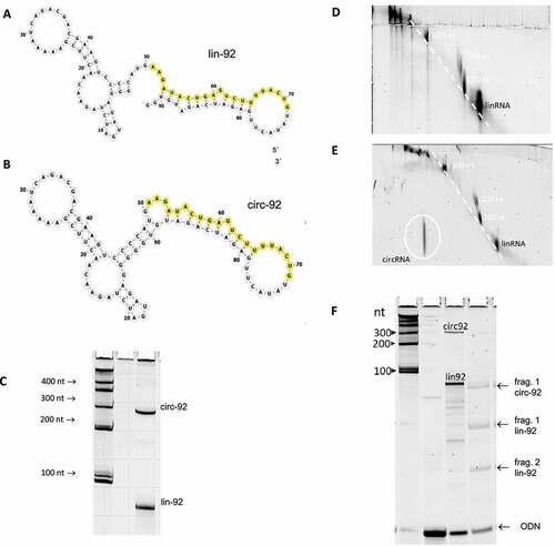 Figure 1. Secondary structure models of the linear and circular isoforms of the 92mer, lin-92 (A) and circ-92 (B), respectively. The segments that are complementary to the microRNA model as101 are indicated by yellow colour. (C) Polyacrylamide gel showing the linear and circular isoforms of the 92mer, termed circ-92 and lin-92, respectively. The lane on the left shows size markers. (D) Two-dimensional polyacrylamide gel on which linear RNA species are separated. 1st dimension, denaturing conditions (7 M urea) 15% polyacrylamide; 2nd dimension: 17.5% denaturing polyacrylamide or 15% native polyacrylamide., xxxxx; 2nd dimension, xxxxxx. (E) Two-dimensional polyacrylamide gel on which linear RNA species together with circ-92 are separated. 1st dimension, xxxxx; 2nd dimension, xxxxxx. The linear RNA species form quasi lines of signals while circ-92 migrates clearly outside this line. The position of circ-92 on the lower left of the gel is indicated by a white circle. (F) Separation of RNase H cleavage products of lin-92 and circ-92. Left lane, size markers; middle left lane, oligodeoxyribonucleotide (ODN) forming a substrate for RNase H together with both 92mers; middle right lane, mixture of circ-92, lin-92; right panel, cleavage products