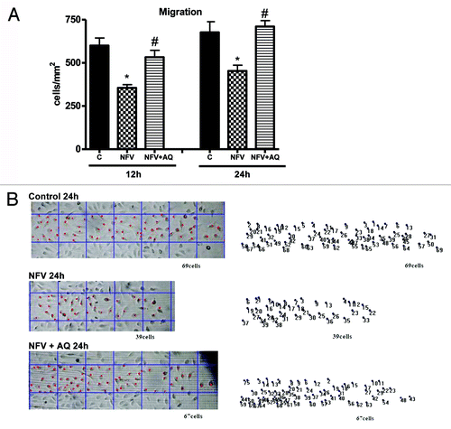 Figure 1. (A) Protective effect of 10 mM alanyl-glutamine (NFV+AQ) supplementation on IEC-6 cell migration following 1 h incubation with 70 μg/mL of nelfinavir (NFV) at 12 and 24 h. After reaching confluency, IEC-6 monolayers were scratched, wells were incubated with 70 μg/mL of NFV for 1h and washed with media without glutamine, followed by incubation with 10mM of AQ. The bars represent means ± SE for the number of migrating cells per square millimeter of scraped area. *p < 0.05, compared with control group with media without glutamine, by student’s unpaired t test. #p < 0.05, compared with group with NFV, by student’s unpaired t test. (B) Representative images of migration of IEC-6 cells at 24 h from the control group, NFV group, and AQ supplemented group, following NFV exposure for 1 h. Diagram shows scraping area with grid (each square = 0.1 mm2), overlapping the column of the farthest migration. The IEC-6 cells were tracked by traced dots for counting. The dots were counted digitally by Image Pro Plus software.