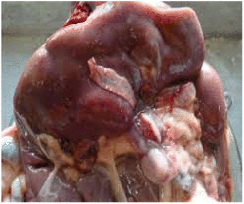 Figure 1. Liver cirrhosis by fasciolosis.