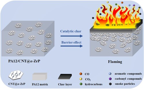 Figure 14. Illustration of possible flame retardant of CNT@α-ZrP in PA12 matrix.