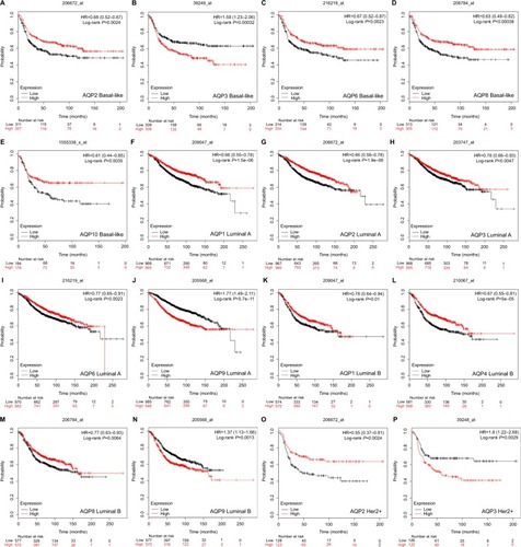 Figure 4 Survival analyses of the AQP family with different molecular subtypes based on the 2013 St Gallen criteria in breast cancer (RFS in Kaplan–Meier Plotter).Note: (A–P) Prognostic significance of individual AQP members in different molecular subtypes.Abbreviations: AQP, aquaporin; RFS, relapse-free survival.