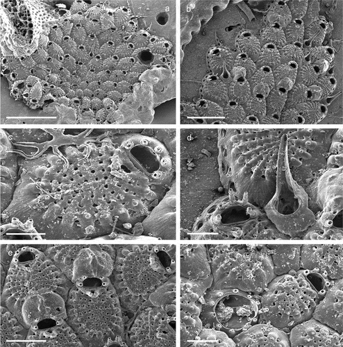 Figure 13. Cribrilaria cf. hincksi. (a) Colony, (b) Zooids with avicularia and ovicells. (c) Zooid, (d) Interzooidal avicularium, (e) Maternal zooids, (f) Ancestrula and the firstly budded autozooid. Scale: (a) 1 mm; (b) 500 µm; (c, d, f) 100 µm; (e) 200 µm.