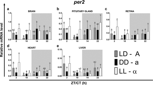 Figure 3. Diurnal changes in the expression of the per2 in various organs of common carp. Relative per2 mRNA levels at different time points in the brain (a), pituitary gland (b), retina (c), heart (d) and liver (e) of fish kept under LD (12L:12D, gray bars), DD (0L:24D, black bars) and LL (24L:0D, white bars) light regimes. Data obtained from RT-qPCR analysis are shown as mean ± SEM (n = 8). The 40S ribosomal protein s11 gene served as the reference housekeeping gene. When significant (Kruskal-Wallis test or one-way ANOVA, p < .05), differences between time points are indicated by different letters (A, B, C for LD; a, b, c for DD and α, β for LL).