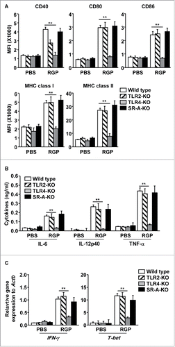 Figure 2. RGP-induced activation spleen DCs were dependent on TLR4. C56BL/6 wild-type, TLR2-KO, TLR4-KO, and SR-A-KO mice were treated i.v. with PBS and 50 mg/kg RGP for 24 h. (A) Co-stimulatory molecules and MHC class I and II were measured in the spleen DCs. (B) The serum concentrations of IL-6, IL-12p40, and TNF-α after RGP treatment are shown. (C) The mRNA levels of IFNγ and T-bet in the spleen are shown. All data are the average of analyses of six independent samples (two mice per experiment, total three independent experiments). **p < 0.01.