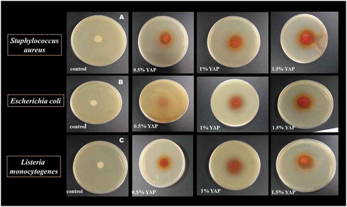Figure 6. Inhibitory effects of YAP-pectin films on the growth of (a) Staphylococcus aureus, (b), Escherichia coli, (c), Listeria monocytogenes.Figura 6. Efectos inhibitorios de las películas de pectina YAP sobre el crecimiento de (a) Staphylococcus aureus; (b) Escherichia coli; y (c) Listeria monocytogenes.