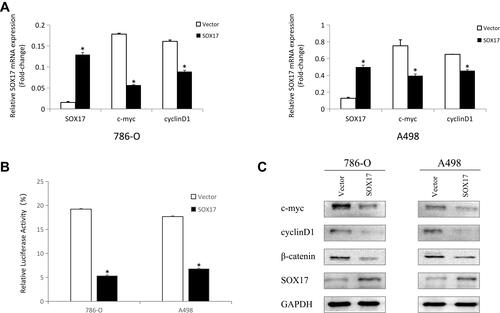 Figure 6 SOX17 inhibits the WNT signaling pathway. (A) Decreased expression of WNT signaling pathway downstream components (c-myc and cyclin D1) in 786-O and A498 cells was detected using real-time PCR, *p<0.05. (B) SOX17 expression decreased the transcription of WNT signaling pathway components in 786-O and A498 cells, as determined using the luciferase reporter assay; *p < 0.05. (C) Expression of SOX17, c-myc, cyclin D1, and β-catenin were estimated using Western blotting.