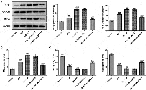 Figure 3. Interference with SFRP4 inhibits inflammation and oxidative stress in high glucose-induced H/R cardiomyocytes cells. (a). Western blot was applied to identify the expression level of inflammatory factors. (b-d). The levels of oxidative stress-related factors MDA, SOD and GSH were determined using the ELSIA kit. Results are the mean ± SD. **P < 0.01, ***P < 0.001 versus Normal. ##P < 0.01, ###P < 0.001 versus H/R. ΔΔΔP < 0.001 versus HG-H/R + sh-NC.