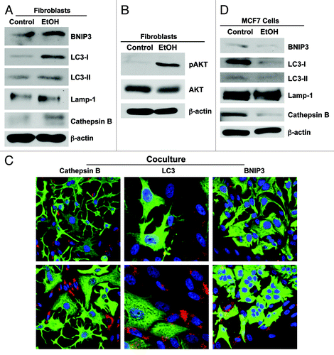 Figure 3. Ethanol induces autophagy in fibroblasts, but promotes autophagy resistance in MCF7 cancer cells. (A and B) Fibroblasts were cultured in the presence or in the absence of 100 mM EtOH for 72 h. (A) Western blot analysis using antibodies against a panel of autophagy markers. β-actin was used as equal loading control. Note that EtOH treatment increases the expression of several key autophagy markers, namely BNIP3, LC3, Cathepsin B and, to a lesser extent, Lamp-1. LC3 activation is also increased, as detected by cleavage (LC3-II). (B) Western blot analysis using antibodies against phospho-AKT. The membranes were then reprobed with total AKT antibodies. Note that ethanol treatment promotes activation of the AKT pathway. This reaction is probably an anti-apoptotic response to protect the fibroblasts against autophagy-induced cell death. (C) Immunofluorescence. MCF7 cell-fibroblast co-cultures were maintained in the presence or absence of 100 mM EtOH for 72 h. Cells were fixed and immunostained with antibody probes directed against K8/18 (green, to identify the MCF7 cell population), and Cathepsin B, LC3 or BNIP3 (all red, to detect autophagy). Nuclei were counterstained with DAPI (blue). To detect LC3 prior to fixation, cells were incubated with HBSS in the presence of 25 µM chloroquine for 6 h. The upper panels show the control, untreated conditions. The bottom panels show the ethanol-treated samples. Note that autophagy markers (Cathepsin B, LC3 and BNIP3) were all selectively upregulated in the fibroblast compartment in response to ethanol treatment. Original magnification, 40x, except for LC3, 63x. (D) MCF7 cells were cultured in the presence or in the absence of 100 mM EtOH for 72 h. Western blot analysis using antibodies against a panel of autophagy markers. β-actin was used as equal loading control. Note that EtOH treatment decreases the expression of several key autophagy markers, namely BNIP3, LC3-I (precursor form), LC3-II (active cleaved form), Cathepsin B and, to a lesser extent, Lamp-1, suggesting that ethanol promotes autophagy resistance in MCF7 cancer cells.