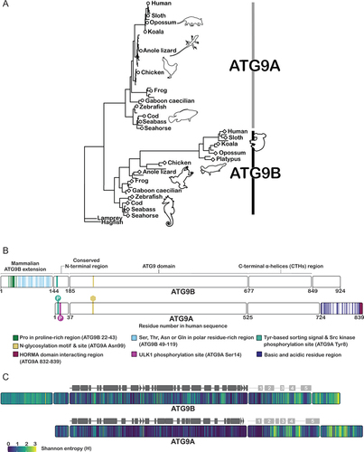 Figure 1. Sequence architecture, variability and evolution of vertebrate ATG9A and ATG9B. (A) phylogenetic tree estimated from a multiple sequence alignment of the ATG9 domain of ATG9A and ATG9B from 71 Chordata species. See table 1 for species names, and accession numbers. (B) sequence features, motifs, domain boundaries and selected posttranslational modifications of human ATG9A (Q7Z3C6–1) and human ATG9B (Q674R7–1). (C) Shannon entropy values (H) obtained for the Ensembl orthologs alignments of ATG9A and of ATG9B. The experimental regular secondary structure features (α-helices in rectangles and β-strands in triangles) are shown in dark gray; in dashed lines and light gray are those predicted by AlphaFold.