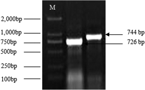 Figure 3. Agarose electrophoresis of amplification of MAPK 3′ end sequence from Tiger lily (L. lancifolium). M：DL 2, 000TM DNA Marker.
