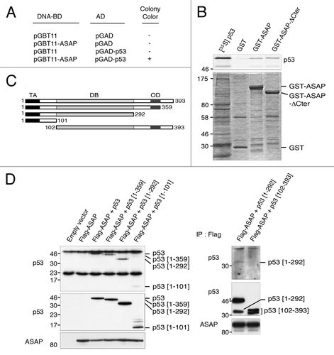 Figure 1. ASAP interacts with p53. (A) Analysis of the interaction between ASAP and p53 by yeast two-hybrid screen. The yeast strain Y187 transformed with the pGBT11-ASAP hybrid expression vector was mated with the yeast strain CG1945 transformed with the pGAD-p53 hybrid expression vector. Positive clones exhibited His+ and LacZ+ phenotypes. (B) In vitro-translated p53 was incubated with equal amounts of purified GST, GST-ASAP or GST-ASAP-Cter immobilized on Glutathione-Sepharose beads in the presence of [35S] methionine. Bound [35S]-labeled p53 was visualized by SDS-PAGE and autoradiography (upper panel). Coomassie blue staining was used to assess protein loading (lower panel). GST-ASAP-Nter did not produce any protein using different conditions. (C) Schematic drawing of full-length p53 and deletion mutants used in this study. TA, transactivation domain; DB, DNA-binding domain; OD, oligomerization domain. Numbers indicate amino acid positions. (D) SaOS-2 cells were transiently transfected with the indicated combinations of expression plasmids. Twenty-four h after transfection, whole cell lysates were prepared and immunoprecipitated with the monoclonal anti-Flag antibody followed by immunoblotting with the monoclonal anti-p53 antibody (DO-1) (left, upper panel) and with the polyclonal anti-p53 antibody (FL-393) (right, upper panel). The left and right middle and lower panels show immunoblots of whole cell lysates performed with monoclonal (left) or polyclonal (right) anti-p53 or anti-ASAP antibodies.
