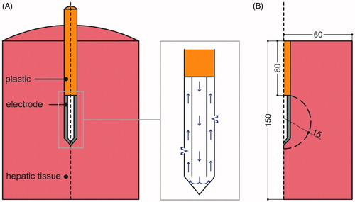 Figure 1. (A) Three-dimensional scheme of the real geometry (out of scale and dimensions in mm). The domain is divided into three zones: plastic portion of the electrode, metallic cooled electrode and hepatic tissue. The zoom shows the ICW electrode system, in which the isotonic saline is infused into the tissue through two microholes (0.03 mm in diameter). Arrows show the direction of saline flow. (B) Two-dimensional geometry used in the study. Dashed curve shows the spatial distribution of saline.