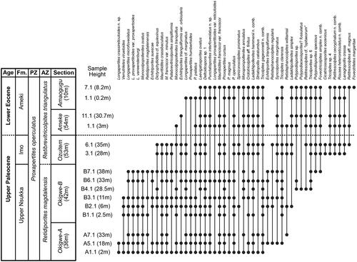 Figure 2. Range chart of 50 selected taxa in the sediment samples studied here. Section heights from Oboh-Ikuenobe et al. (Citation2005) and sample heights from Table 1. Samples positioned schematically for clarity. The Palaeocene–Eocene boundary is placed between the Imo and Ameki formations following Nwajide (Citation1990) and Oboh-Ikuenobe et al. (Citation2005) and shown as a dashed line to indicate uncertainy. Fm. = formation; PZ = Pantropical Zone of Germeraad et al. (Citation1968); AZ = Atlantic Zone of Germeraad et al. (Citation1968).