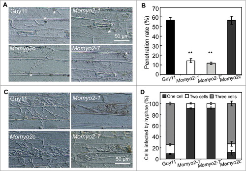 Figure 7. Plant penetration assays. (A) Appressorium-mediated penetration was impaired in Momyo2 mutants. The Momyo2 mutantss showed defects on penetration into barley leaves after 36 hrs, compared with control strains. (B) Analysis of appressorium penetrated in barley cells. The appressoria penetrated into barley epidermal cells were measured at 36 hpi, and the data were statistically analyzed. (C) Invasive hyphae growth was impaired in Momyo2 mutants. Infectious hyphae growth in barley epidermal cells was observed at 72 hpi. (D) Quantification of hyphae infection on barley epidermal cells. The percentage of infected cells occupied by invasive hyphae of indicated strains at 72 hpi were measured and statistically analyzed. Asterisks in Fig. 7B indicate significant differences between the wild type and Momyo2 mutants.