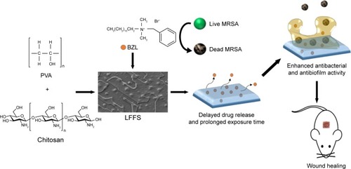 Figure 1 Schematic depiction of the design of the LFFS.Note: This novel LFFS can promote healing of MRSA-infected wound with excellent antibacterial efficacy, a delayed release effect, and an outstanding ability to eradicate or inhibit biofilms.Abbreviations: BZL, benzalkonium bromide; LFFS, liquid film-forming system; MRSA, methicillin-resistant Staphylococcus aureus; PVA, polyvinyl alcohol.