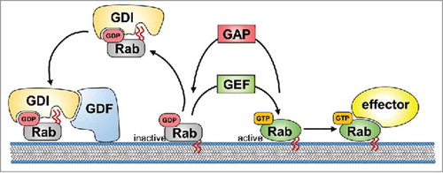Figure 1. Life-cycle of Rab proteins. Inactive, GDP-bound Rab is chaperoned within the cytoplasma by GDP dissociation inhibitor (GDI). Membrane-associated GDI displacement factor (GDF) recognizes the Rab–GDI complex and mediates the insertion of the Rab into the target membrane through its prenyl tails (red wavy lines) resulting in release of the GDI into the cytosol. The activation of GDP-bound Rab is mediated by the guanine nucleotide exchange factor (GEF), which mediates the exchange of GDP with GTP. Active, GTP-bound Rab exerts its function through its effector protein(s). Intrinsic GTP hydrolysis of Rab is enhanced by the GTPase-activating protein (GAP) leading to Rab inactivation. Subsequently, inactive, GDP-bound Rab is removed from the membrane and kept in the cytoplasm by GDI.