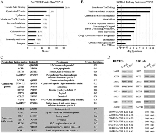 Figure 5. CA-5f decreases the levels of cytoskeletal proteins and membrane traffic proteins. (a) Bar graph showed the top 10 cellular functions of the differentially expressed proteins in CA-5f-treated HUVECs. (b) Bar graph showed the top 10 biological pathways associated with the differentially-expressed proteins in CA-5f-treated HUVECs. The x axis displays -log (p-value). The y axis displays a decreased order of significance. The vertical line denotes the cutoff threshold for significance (p < 0.05). (c) Table showed the cytoskeletal proteins and membrane traffic proteins as classified in (a). * indicates the proteins exist in both categories. (d) Western blot analysis of 7 cytoskeletal proteins and membrane traffic proteins selected from (c) in HUVECs and A549 cells treated with DMSO or CA-5f (20 μM) for 1 h.