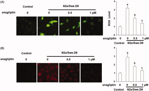 Figure 2. Anagliptin (0.5, 1 μM) ameliorates oxidative stress in N2a/Swe.D9 cells. Cells were incubated with 0.5, 1 μM anagliptin for 24 h. (A) ROS was measured through DCFH-DA staining; (B) Cells were stained with dihydroethidium (DHE) (a, b, c, p < .01 vs. the previous group).