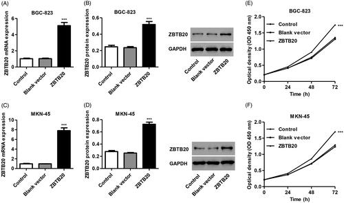 Figure 5. Effect of ZBTB20 overexpression on the proliferation of gastric cancer cell lines. BGC-823 and MKN-45 cells were infected with pCDNA3.1(+)-ZBTB20 or blank vector, the expression levels of ZBTB20 were determined by real-time PCR (A, C) and western blot analysis (B, D), and cell proliferation was determined by CCK-8 (E, F). ***p < .001 compared with blank vector.