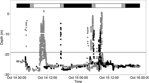 FIGURE 4. Depth distribution over a selected 48-h period for tagged Sablefish (gray dots = fish 29700; black dots = fish 30000) in St. John Baptist Bay. Horizontal bar above the plotted time series represents diel period (black = night; gray = dawn or dusk; white = day). Excursions were defined as movements to depths shallower than the cutoff depth (19 m; depicted by the black horizontal line).