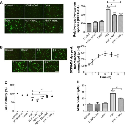 Figure 4 Relative reactive oxygen species (ROS) generation induced by UCNPs-Ce6-mediated PDT.Notes: (A) Fluorescent photomicrographs of THP-1 macrophages stained using DCFH-DA, indicating intracellular ROS generation. (B) The alteration of ROS following PDT. (C) The effect of active oxygen scavengers on cell viability following PDT. To determine the primary inducer of apoptosis following PDT, several free radical scavengers, including 200 U/mL catalase (CAT, a scavenger of hydrogen peroxide), 100 mg/mL superoxide dismutase (SOD, a scavenger of superoxide anion radicals), 100 mM mannitol (a scavenger of the hydroxyl radical), and 10 mM sodium azide (NaN3, a scavenger of singlet oxygen molecules), were employed prior to treatment. Cell viability was examined via a CCK-8 assay. (D) MDA content following UCNPs-Ce6-mediated PDT. **P<0.001 vs control group. ***P<0.001 vs control group. #P<0.05 vs PDT group. Scale bar =0.1 mm.Abbreviations: UCNPs, upconversion nanoparticles; Ce6, chlorin e6; PDT, photodynamic therapy; DCFH-DA, 2′-7′-dichlorofluorescein diacetate; NAC, N-acetyl-L-cysteine; MDA, malondialdehyde; h, hours.