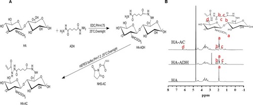 Figure 1 Synthesis scheme for hyaluronic acid–acrylate (HA-AC) (A) and the results of NMR (B). a:-CH3, b:-CH2-CO-, c:-CH2, and d: -CH.