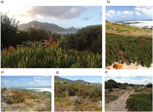 Figure 2. Coastal areas inhabited by Carpobrotus in its native range (South Africa). a) View to Hout Bay; b-c) Cape Point; d) Kleinmond; e) Hawston.